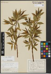 Foto von Salix alba L. x Salix fragilis L.